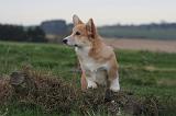 CORGI PEMBROKE 1391